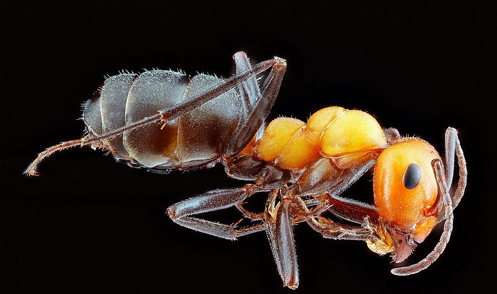 Ant Control service in White Plains, NY
