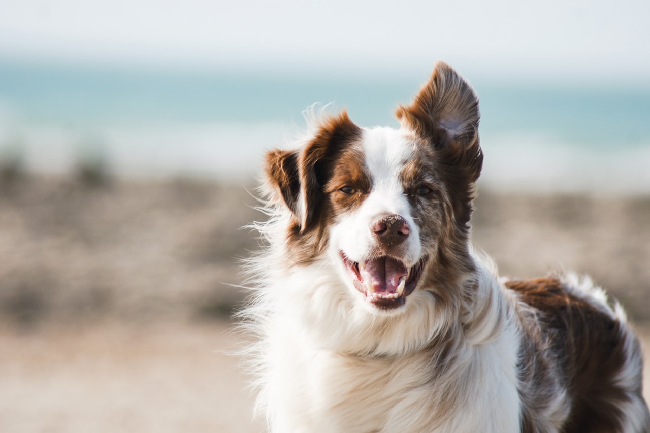 Flea & Tick Control service in White Plains, NY