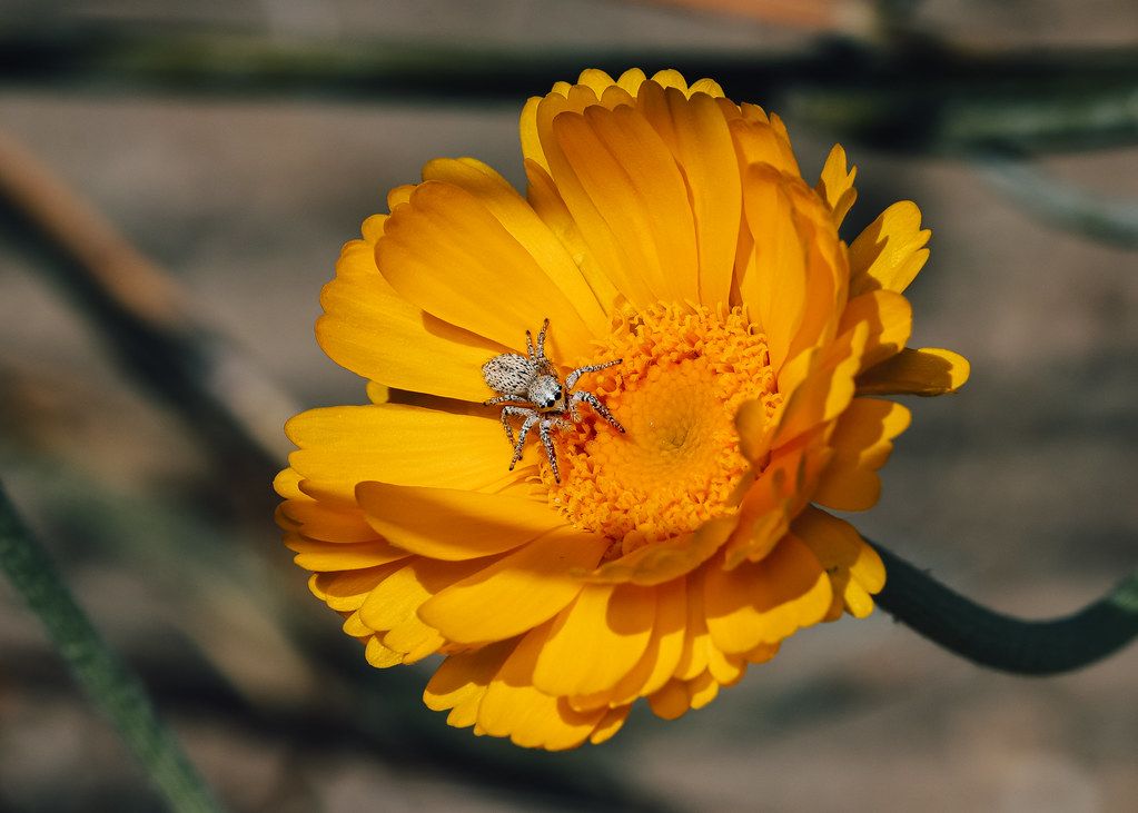 Spider Control service in White Plains, NY